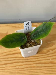 153. Hoya Inflata