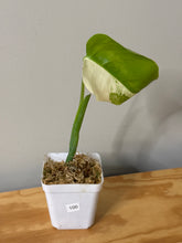 Load image into Gallery viewer, 100. Monstera Deliciosa Albo Variegated