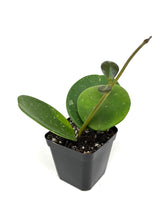 Load image into Gallery viewer, Hoya Obovata