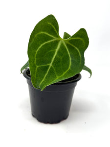 Anthurium Clarinervium 4”