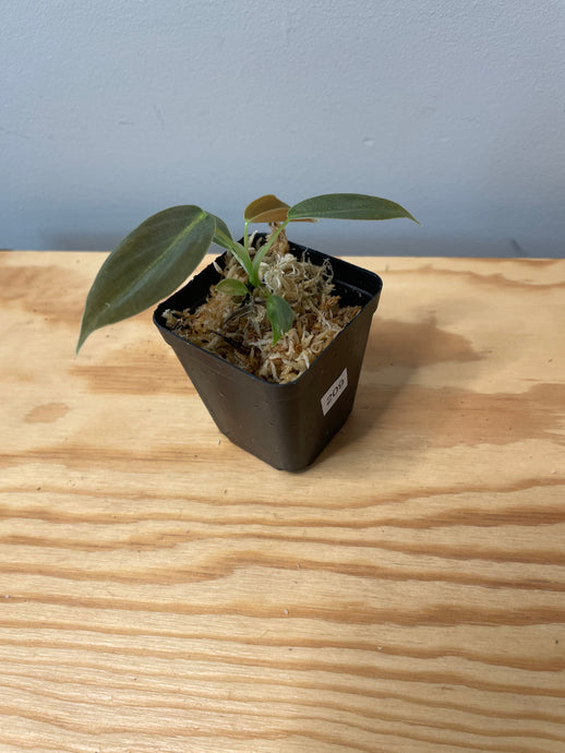 209. Philodendron Glorious (juvenile)