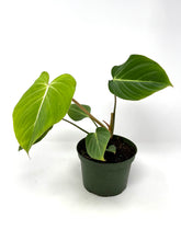 Load image into Gallery viewer, Philodendron Gloriosum