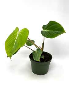 Philodendron Gloriosum