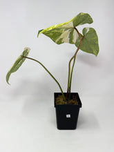 Load image into Gallery viewer, Philodendron Gloriosum Variegated C