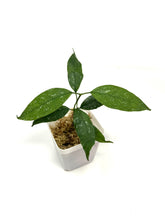 Load image into Gallery viewer, Hoya Multiflora Splash