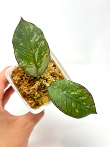 Hoya Gunung Gading Silver Ghost F