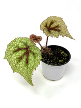 Load image into Gallery viewer, Begonia Masoniana &#39;Tricolor&#39;