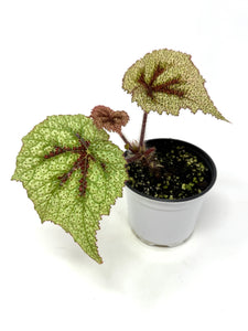 Begonia Masoniana 'Tricolor'
