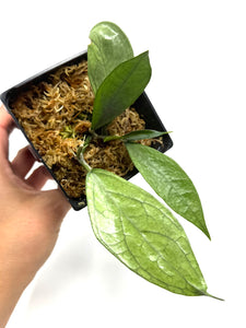 Hoya Germany Silver A