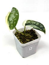 Load image into Gallery viewer, Scindapsus Mayari Variegated B