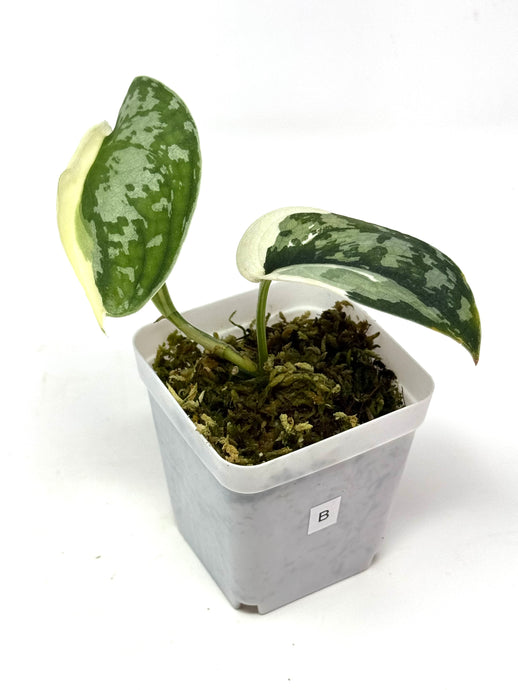 Scindapsus Mayari Variegated B