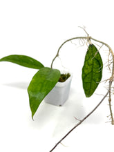 Load image into Gallery viewer, Hoya Finlaysonii ‘Philip’