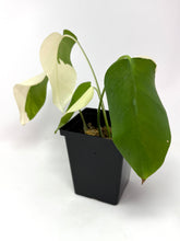 Load image into Gallery viewer, Monstera Deliciosa Albo Variegated G