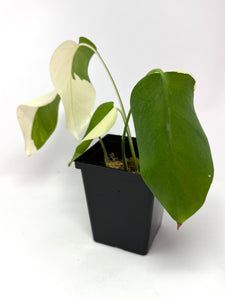 Monstera Deliciosa Albo Variegated G