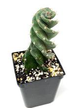 Load image into Gallery viewer, Cereus Forbesii cv. Spiralis &#39;Spiral Cactus&#39; (Ships within Canada only)