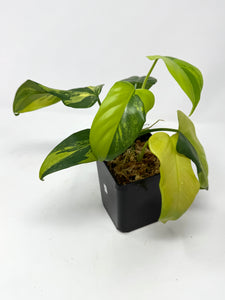 Philodendron Bipennifolium Violin Variegated E