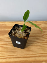 Load image into Gallery viewer, 156. Monstera Obliqua