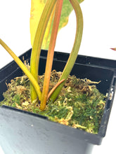 Load image into Gallery viewer, Philodendron Billietiae Variegated B