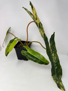 Philodendron Billietiae Variegated C