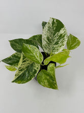 Load image into Gallery viewer, Epipremnum Pinnatum “Marble Queen”