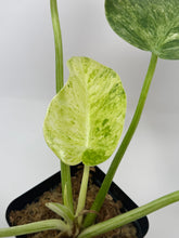 Load image into Gallery viewer, Philodendron Giganteum Blizzard