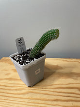 Load image into Gallery viewer, 183. Cleistocactus Colademononis “Monkey Tail Cactus” (Long hair variant) - Ships within Canada only