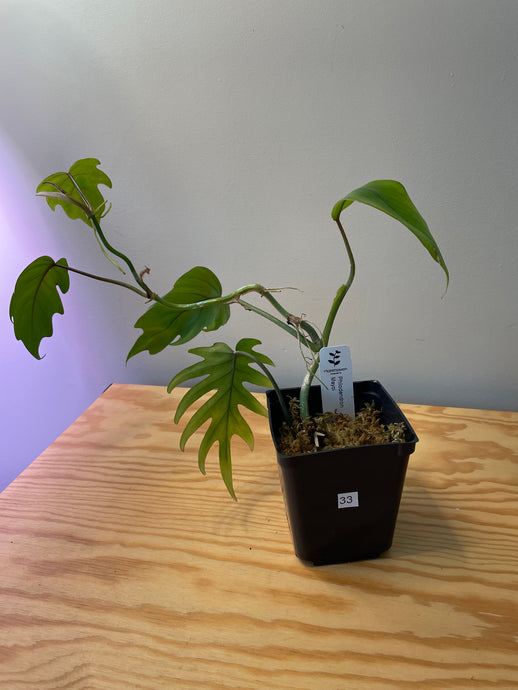 33. Philodendron Mayoi
