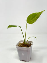 Load image into Gallery viewer, Monstera Deliciosa Aurea Variegated I