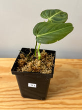 Load image into Gallery viewer, 115. Philodendron Glorious