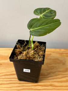 115. Philodendron Glorious