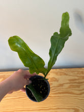 Load image into Gallery viewer, 306. Epiphyllum Oxypetalum ‘Queen of the Night Cactus’(Ships within Canada only)