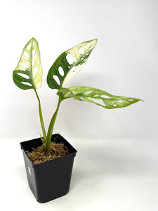 Monstera Adansonii Variegated C