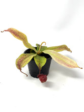 Load image into Gallery viewer, Nepenthes Mirabilis