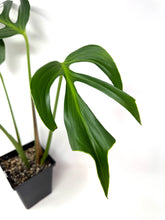 Load image into Gallery viewer, Monstera Burle Marx Flame (large)