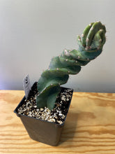 Load image into Gallery viewer, 83. Cereus Forbesii cv. Spiralis &#39;Spiral Cactus&#39;