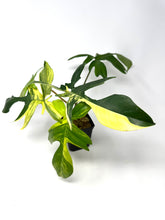 Load image into Gallery viewer, Philodendron Florida Beauty B