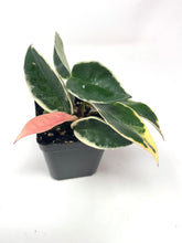 Load image into Gallery viewer, Hoya Carnosa &#39;Krimson Queen&#39;