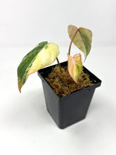 Load image into Gallery viewer, Philodendron Gloriosum Variegated A