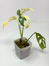 Load image into Gallery viewer, Monstera Adansonii Variegated E