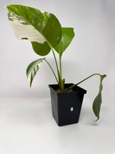 Load image into Gallery viewer, Monstera Deliciosa Albo Variegated I