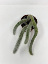 Load image into Gallery viewer, Cleistocactus Colademononis “Monkey Tail Cactus” Large Plant (Long hair variant) - Ships within Canada only