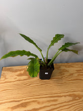 Load image into Gallery viewer, 100. Philodendron Ring of Fire