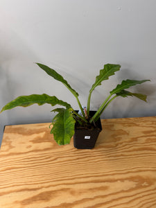 100. Philodendron Ring of Fire