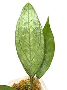Hoya Germany Silver C