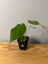 Load image into Gallery viewer, 78. Monstera Deliciosa Aurea Variegated