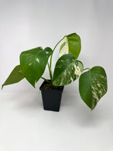 Load image into Gallery viewer, Monstera Deliciosa Albo Variegated A