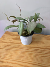 Load image into Gallery viewer, 144. Hoya Nicolsoniae New Guinea Ghost