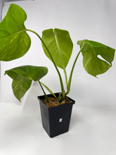 Load image into Gallery viewer, Monstera Deliciosa Aurea Variegated D
