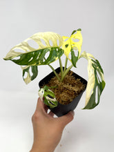 Load image into Gallery viewer, Monstera Adansonii Albo Variegated B