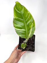 Load image into Gallery viewer, Musa Ae Ae Variegated Banana Tree (Ships within Canada only)